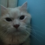 Meowww!!!