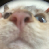 feishengwuasmr