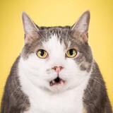 Wuchiyudemiaomiaomiao