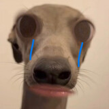 dahuangshipuppy