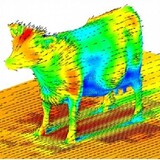 AerodynamicCow