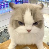 kuailemiaomiaoshipin