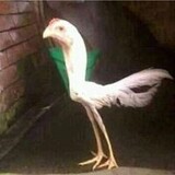 Edison-Ayessha Claire Reatiraza