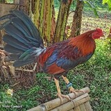 BVRT.BAKUEOD.AKLAN