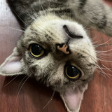 qiaolaer