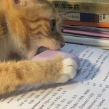 woshiqieguoguowang