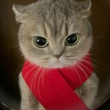 alloveskitten