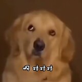 jiabajinqishiz