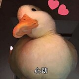 xiaoruweimengxiang