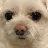 damieyodamieyo