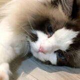 a___es_mengjie