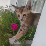 concáovôliêmsỉ1529