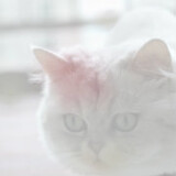 kezzie1