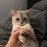 ali_catcity