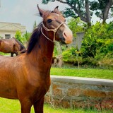 Horse lov