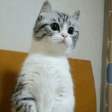 dengdengqaq
