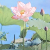 qianghanbuxuyaoliyou