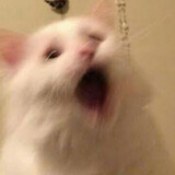 dongdongdongningcha-