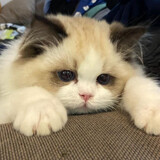 hanhanzhudachongreal