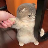 baopiqidemiao_