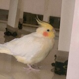 gugugugulio