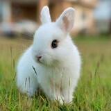 lulusiwortel