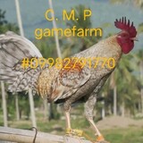 CMP game farm