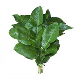 yangbuyuan