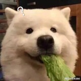 veggiedog