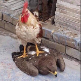 Buzhimingfeizhuanyexiaoji