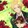 RADIITZ