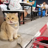 nanfangdequechao