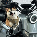 wojiaodanta-bzhanban