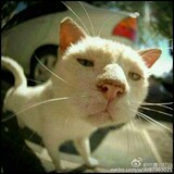 chuichuitian