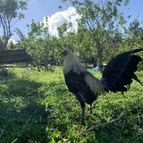 3MSbackyard