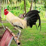 LJP GAMEFARM