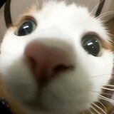 shiguaiguaiye-