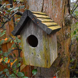 Nest Box Live