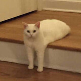habuhalashao