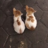 Mirsal_12