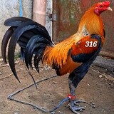 316 Pumpkin