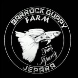 Barrockguppyfarm