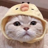 hcruochen