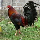 ChrisRvGF-WhiteKelso