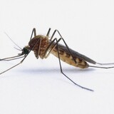 Mosquito_yes_i_am