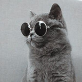 codyjia___ui