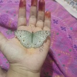 Hosna Akter_0290