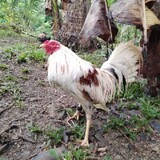 PASMO_LINYADA
