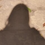 ncczaitaoji___ishi