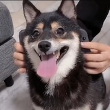 congmingdea